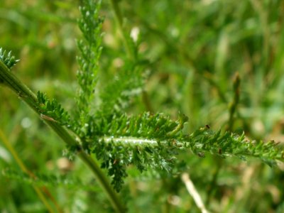 20120611Achillea_collina4