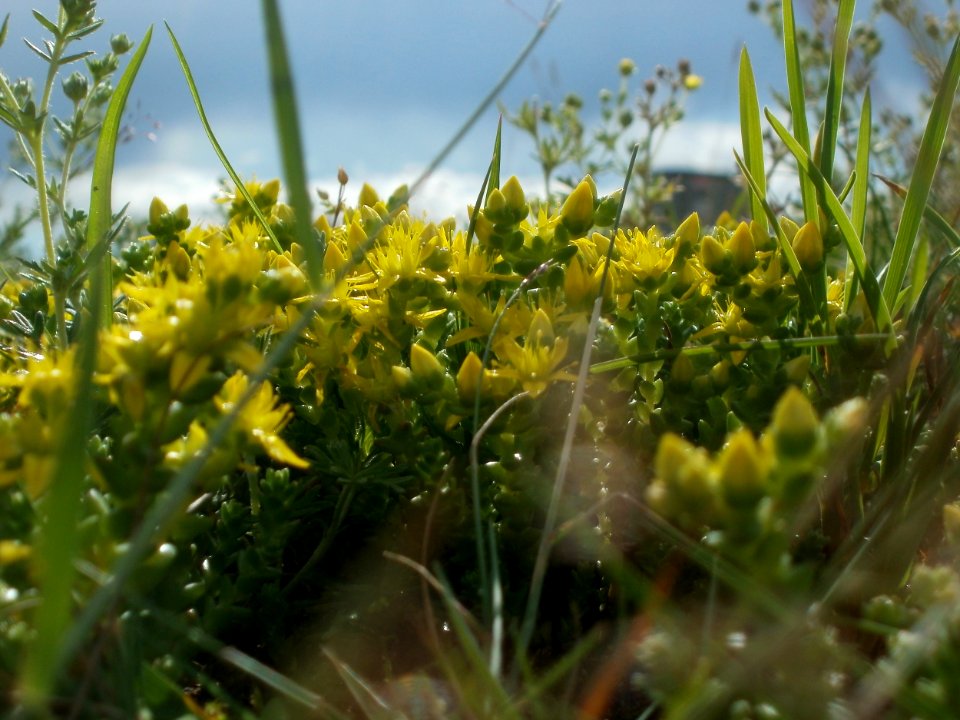 20120611Mauerpfeffer_Hockenheim3