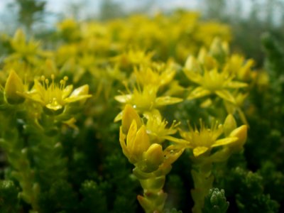20120611Mauerpfeffer_Hockenheim6