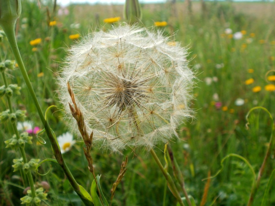 20120615Elisabethenstrasse05