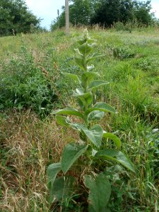 20120611Koenigskerze_Hockenheim3