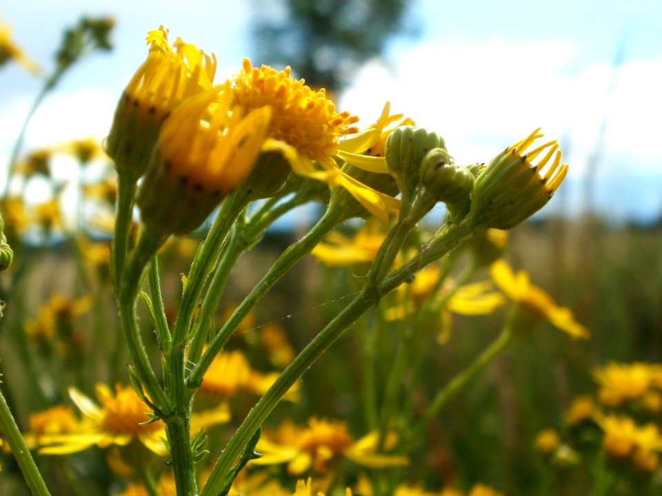 20120611Jacobaea_vulgaris3