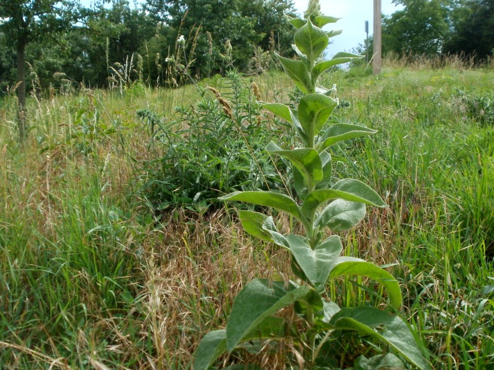 20120611Koenigskerze_Hockenheim4