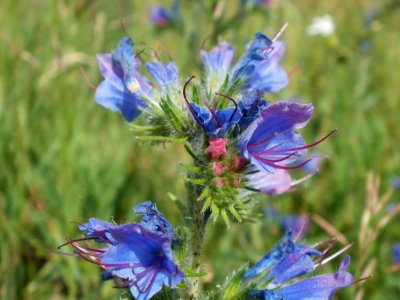 20120611Natterkopf_Hockenheim7