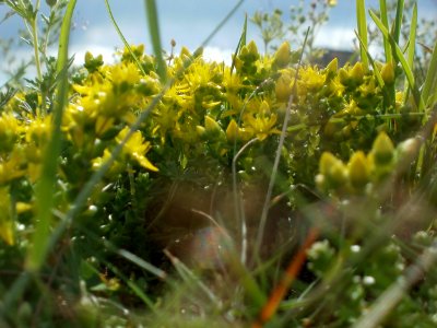 20120611Mauerpfeffer_Hockenheim2