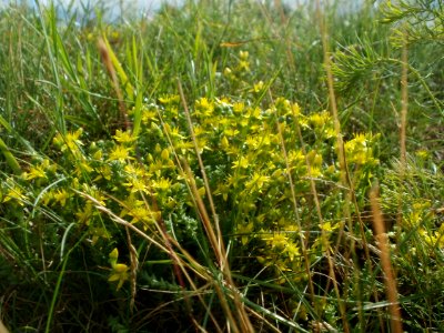 20120611Mauerpfeffer_Hockenheim1