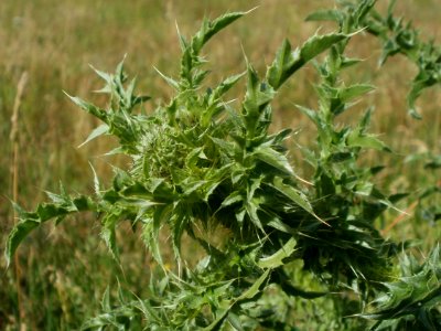 20120611Distel_Hockenheim4