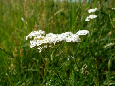 20120611Achillea_collina1