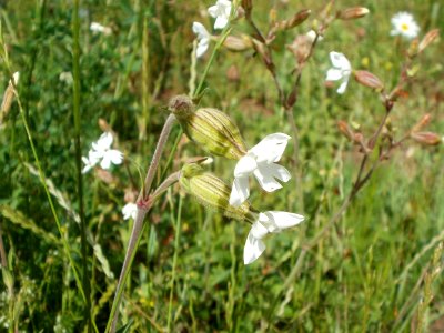 20120611Wiesenbluete_Hockenheim10