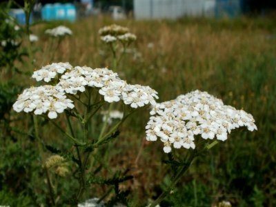 20120611Achillea_collina5