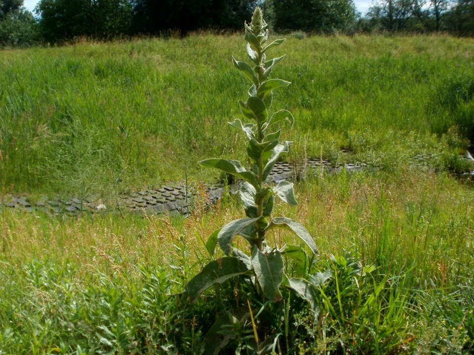 20120611Koenigskerze_Hockenheim1