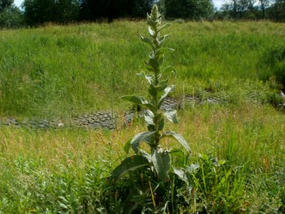 20120611Koenigskerze_Hockenheim1