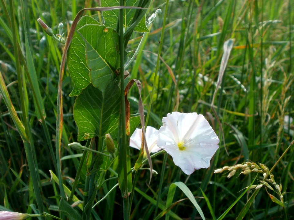 20120611Wiesenbluete_Hockenheim16