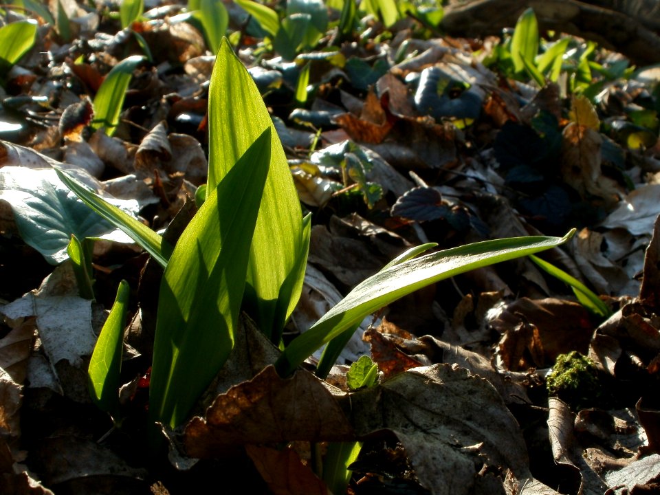 20120314Allium_ursinum01