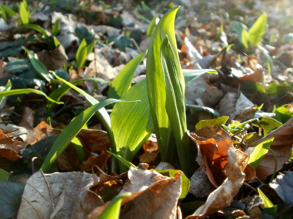 20120314Allium_ursinum03