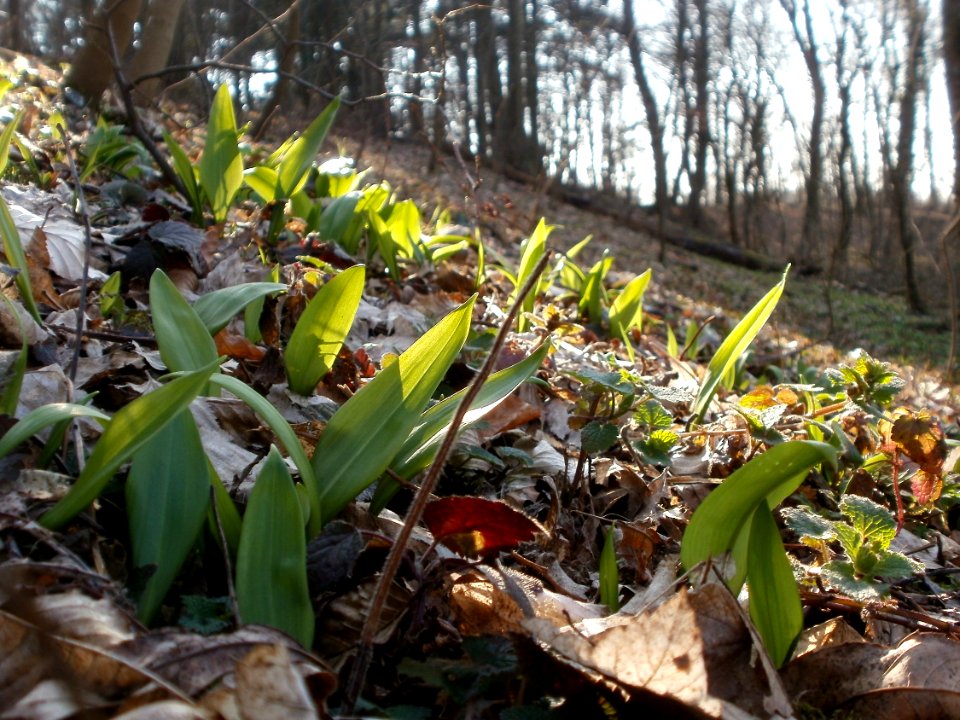 20120314Allium_ursinum05