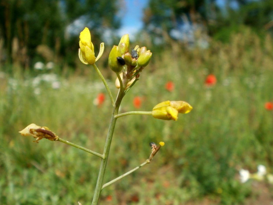 20120611Wiesenbluete_Hockenheim14