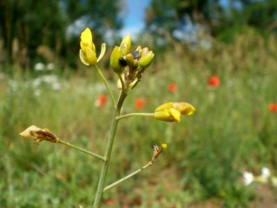 20120611Wiesenbluete_Hockenheim14