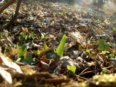 20120314Allium_ursinum09