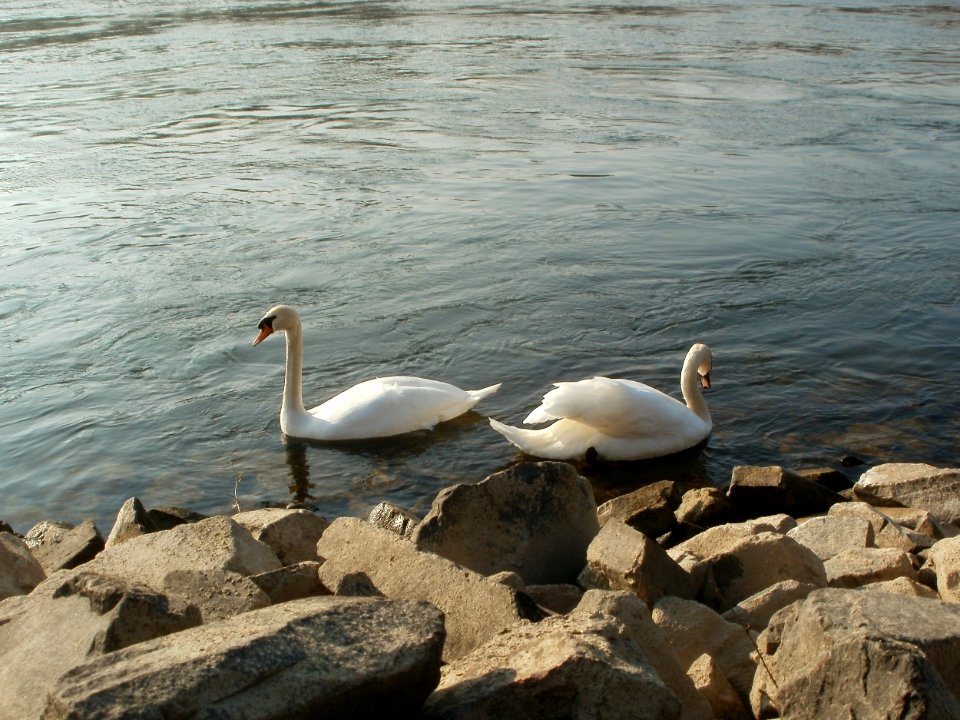 20120314Cygnus_olor4
