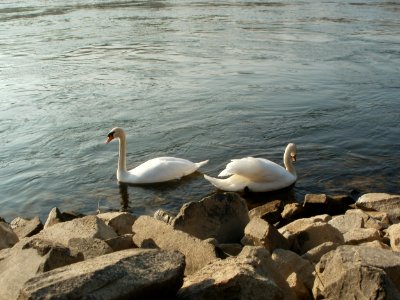 20120314Cygnus_olor4