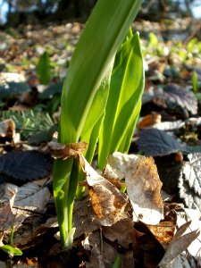20120314Allium_ursinum08