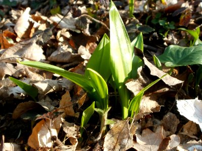 20120314Allium_ursinum04