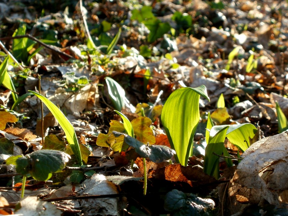 20120314Allium_ursinum07