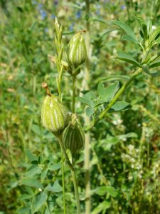 20120611Wiesenbluete_Hockenheim11
