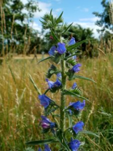 20120611Natterkopf_Hockenheim2