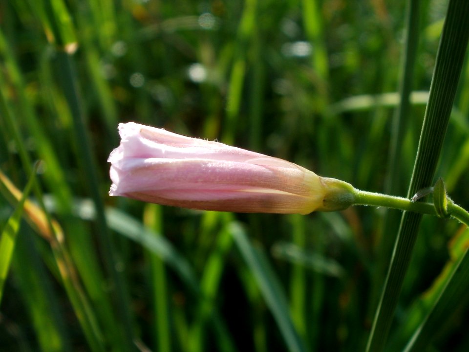20120611Wiesenbluete_Hockenheim15