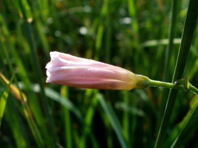 20120611Wiesenbluete_Hockenheim15