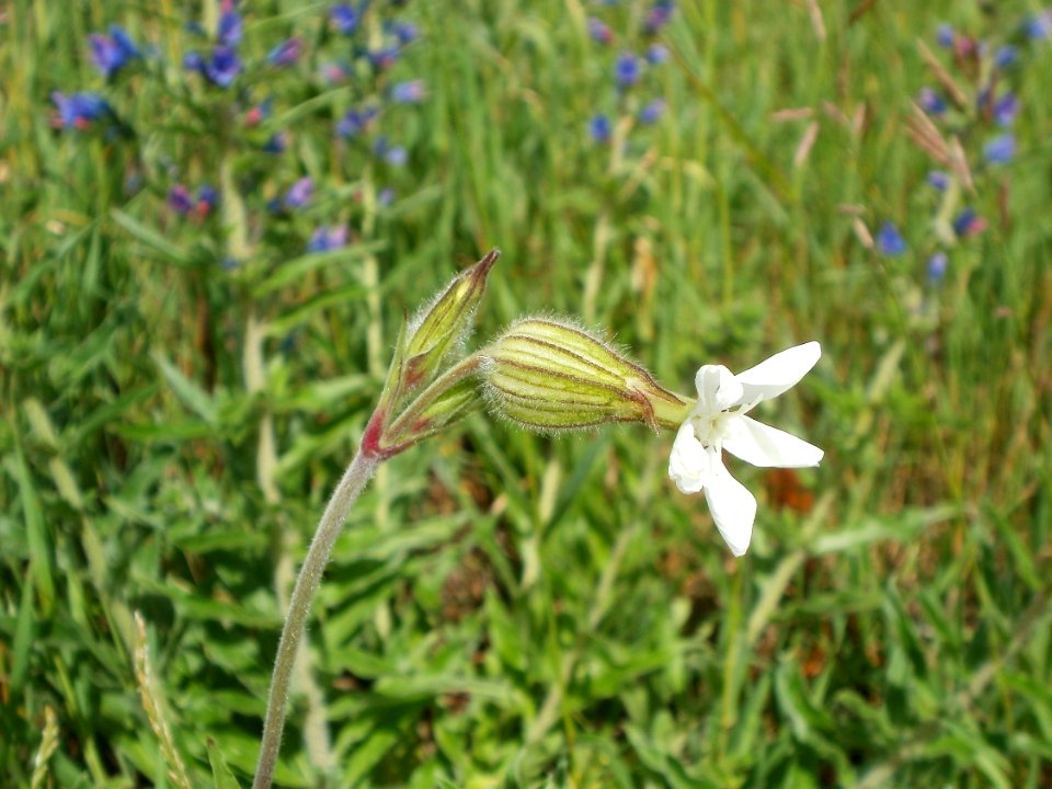 20120611Wiesenbluete_Hockenheim08