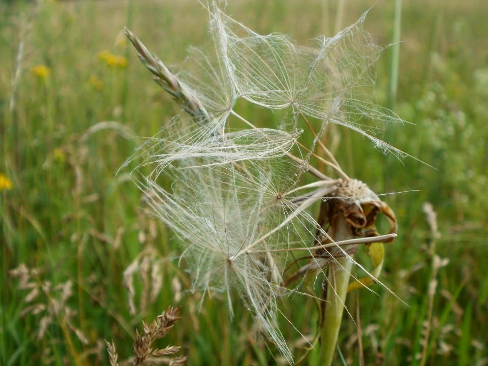20120611Tragopogon_dubius21