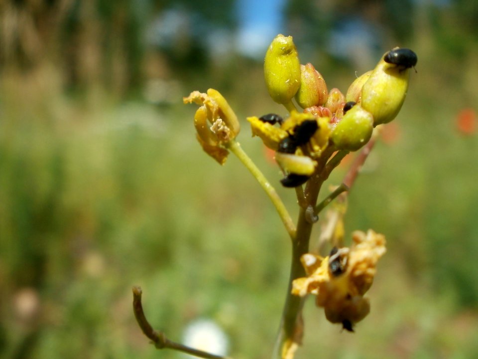 20120611Wiesenbluete_Hockenheim13
