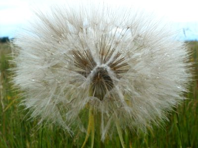 20120611Tragopogon_dubius19