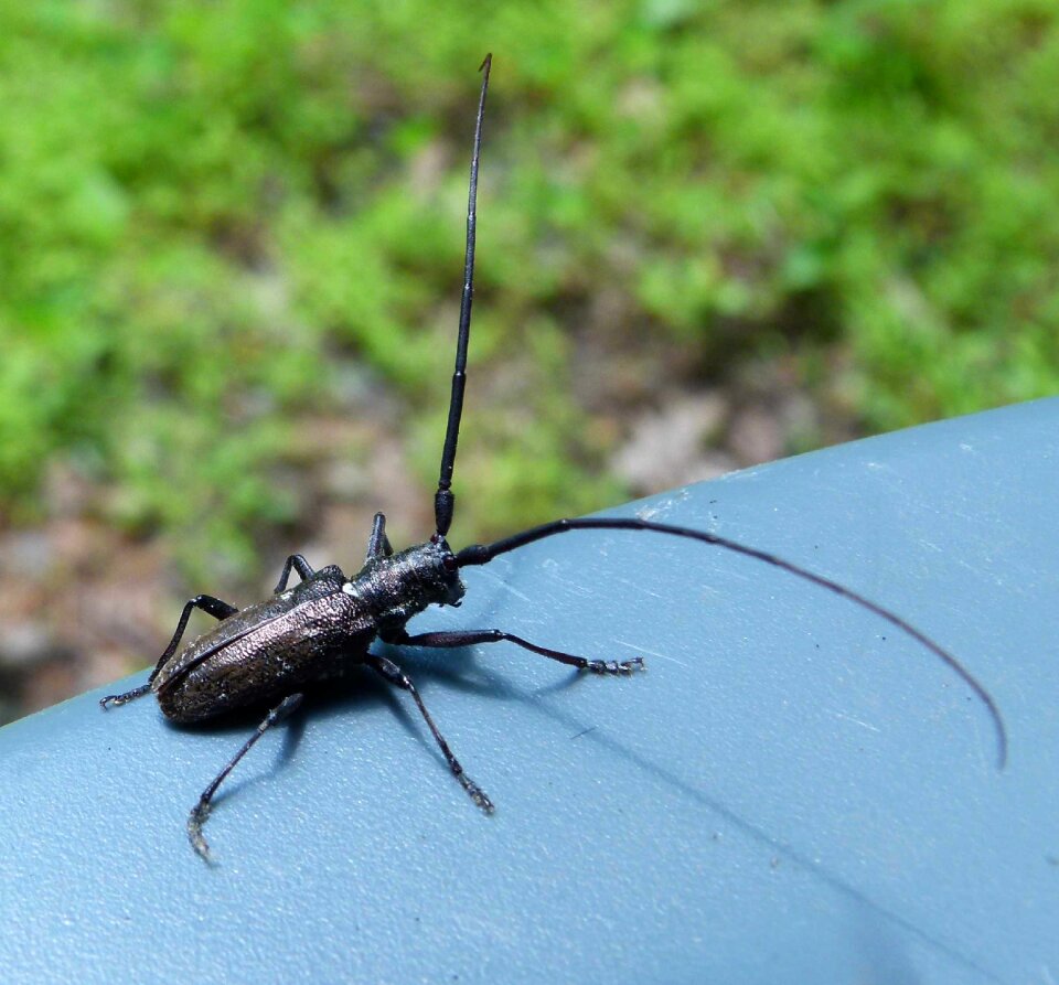Beetle macro biology