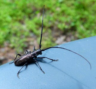 Beetle macro biology