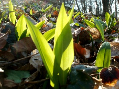 20120314Allium_ursinum02