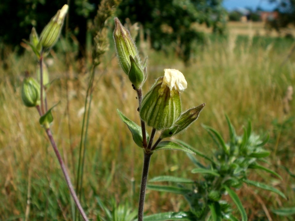 20120611Wiesenbluete_Hockenheim01