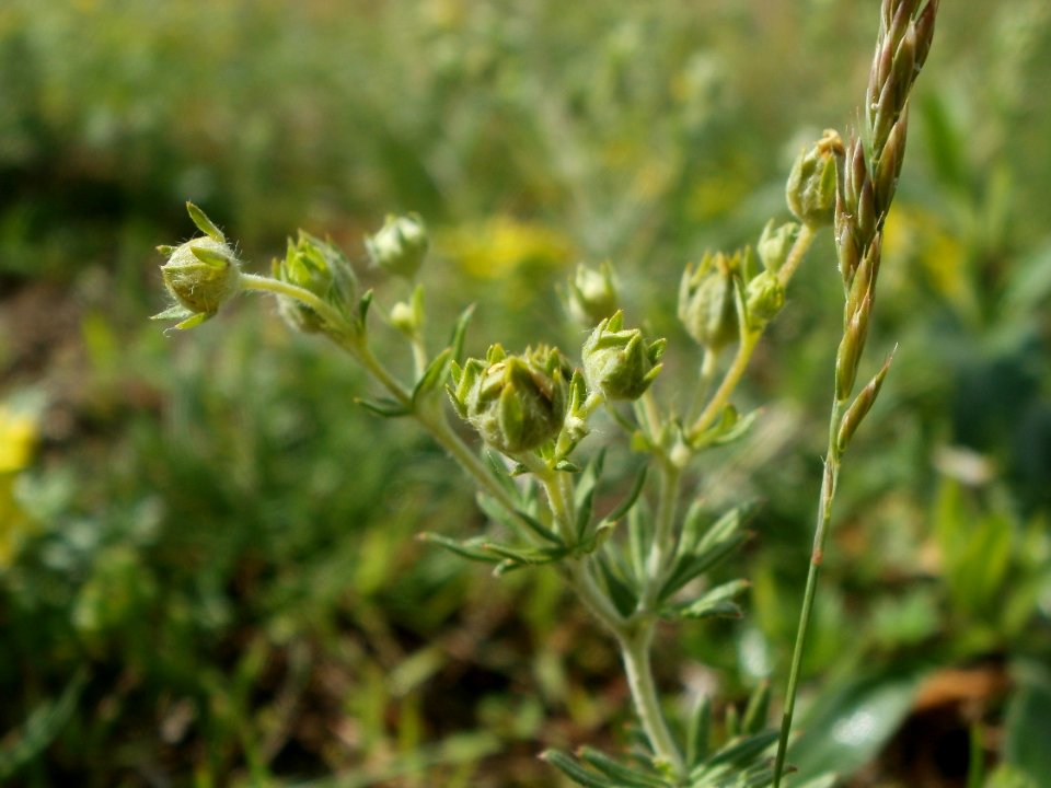 20120611Wiesenbluete_Hockenheim04