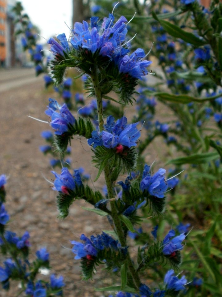 20120619Echium_vulgare1