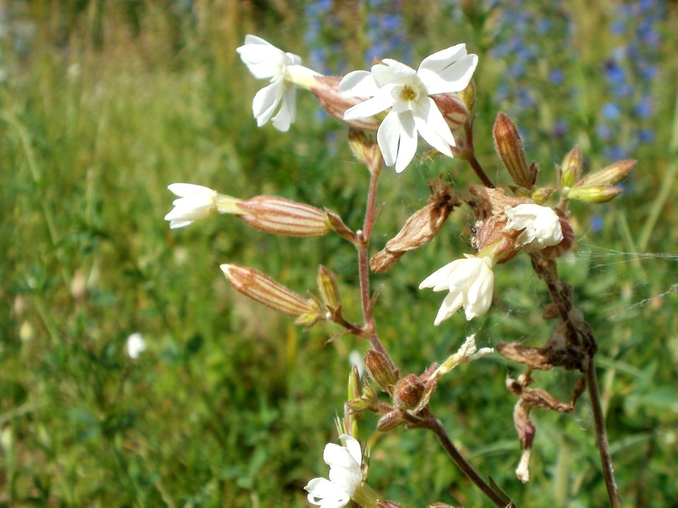 20120611Wiesenbluete_Hockenheim09