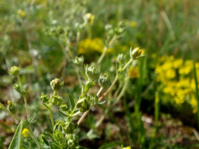 20120611Wiesenbluete_Hockenheim03