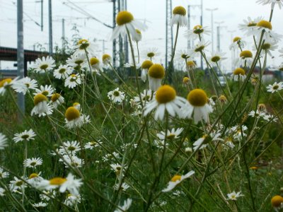 20120619Tripleurospermum_inodorum1