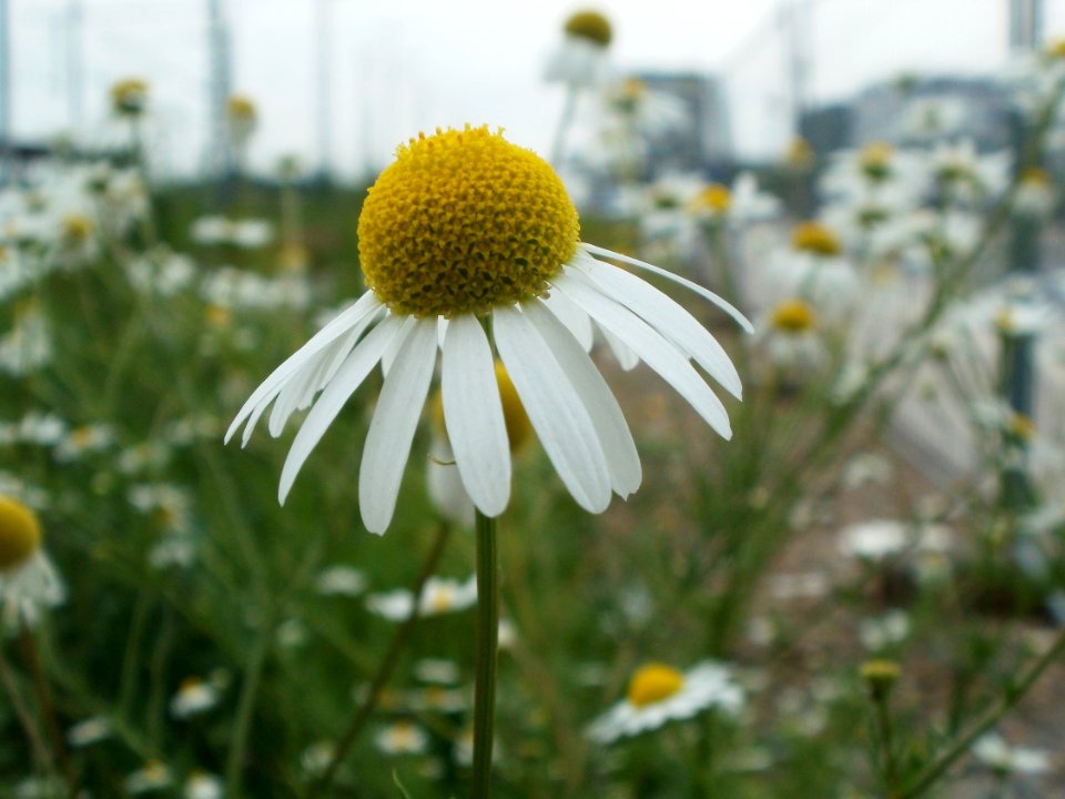 20120619Tripleurospermum_inodorum2