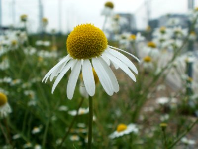 20120619Tripleurospermum_inodorum2