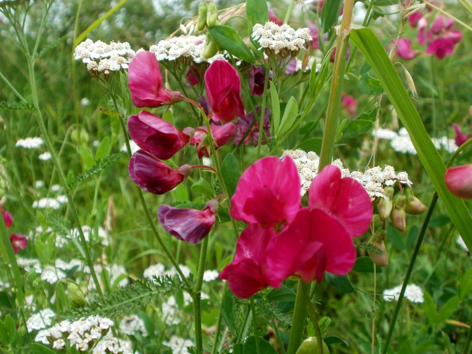 20120616Floersheimer_Warte06