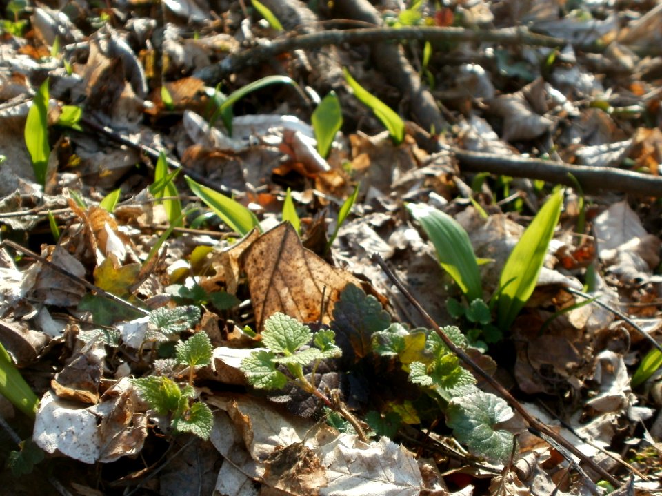 20120314Allium_ursinum11