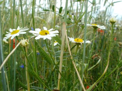 20120610Roggen_Blumen_Reilingen2
